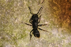 Pseudoneoponera