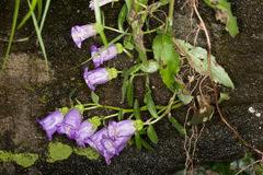 Campanula medium