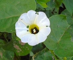 Ipomoea corymbosa