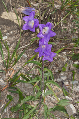 Campanula medium
