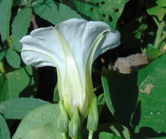 Ipomoea corymbosa