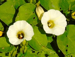 Ipomoea corymbosa