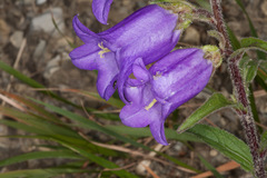 Campanula medium