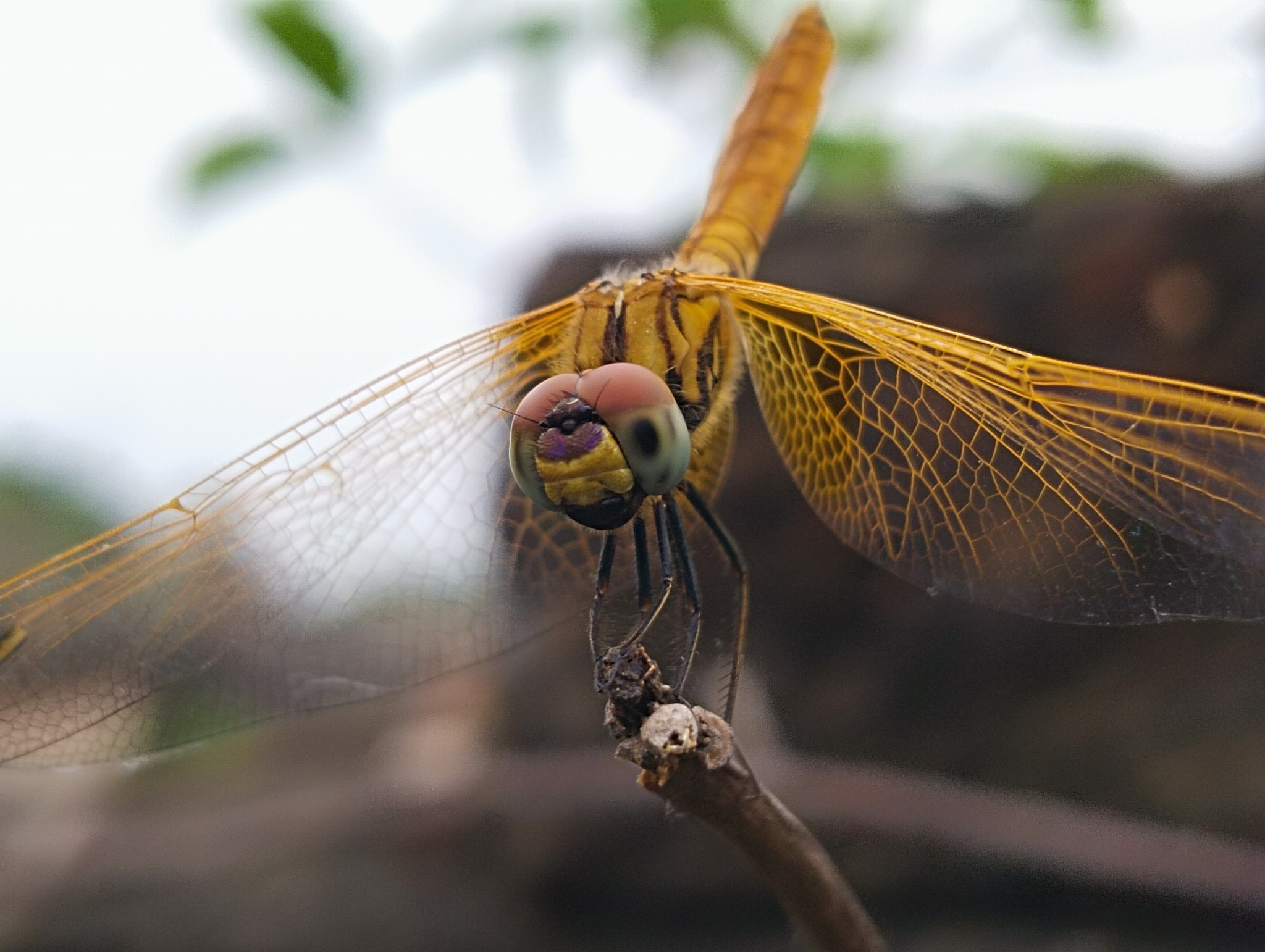 Crimson Marsh Glider