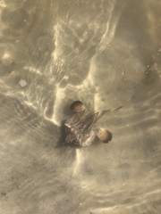 Ogcocephalidae