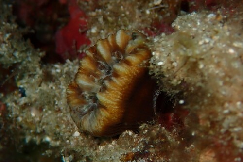 Pig-tooth Coral, Anse du Petit Nid, 13960, France, photo 7 of 10