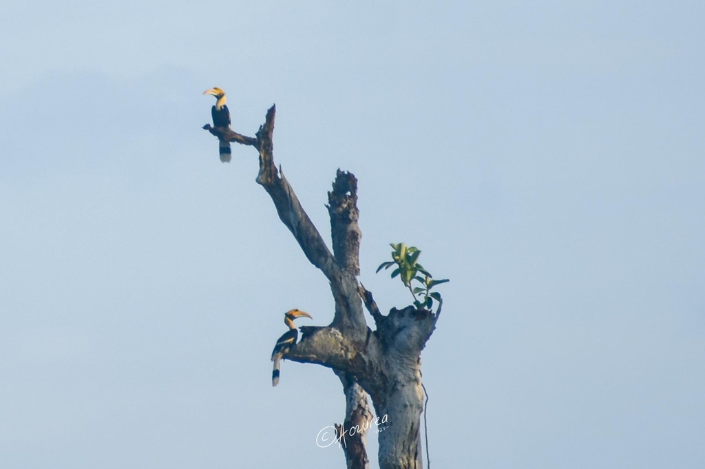 Great Hornbill (Buceros bicornis)
