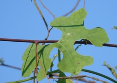 Luffa operculata
