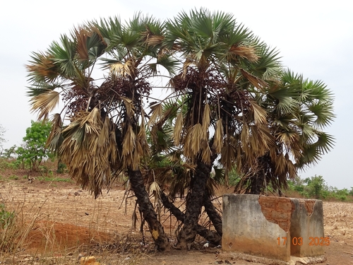 doum palm