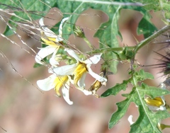Solanum grayi
