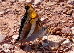 Doxocopa laure laure