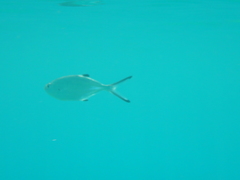 Trachinotus ovatus