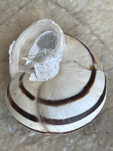 Eobania vermiculata