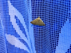 Eublemma gayneri