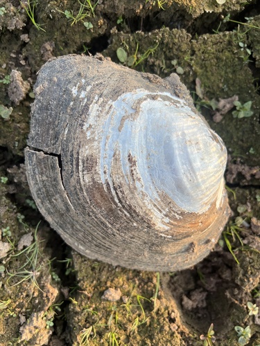 Sinanodonta woodiana