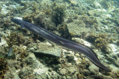 Conger wilsoni