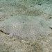 Largetooth Flounder - Photo (c) Sascha Schulz, some rights reserved (CC BY-NC), uploaded by Sascha Schulz