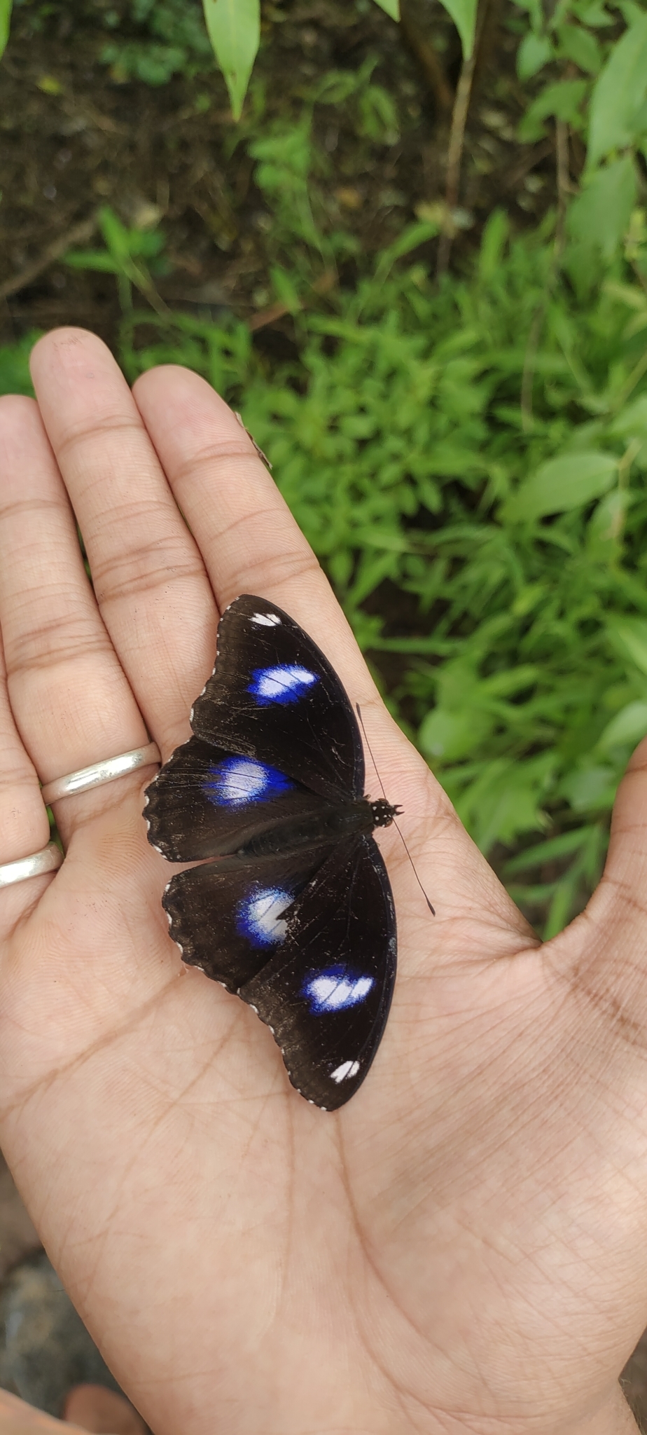 Great Eggfly