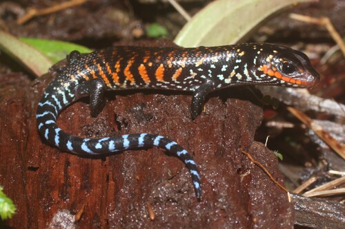 African fire skink, Mochlus fernandi