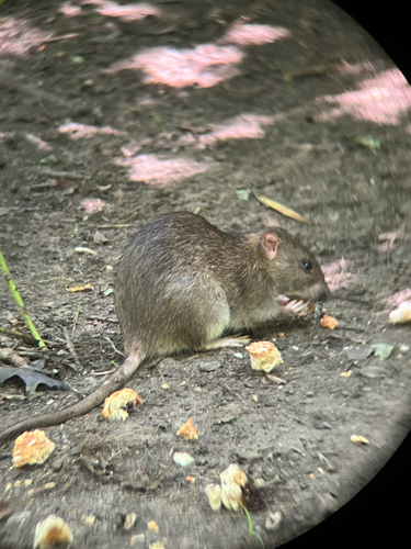 Rat photographed near here on 2025-07-22
