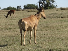 Alcelaphus buselaphus