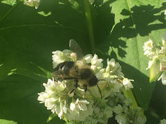 Bombus impatiens