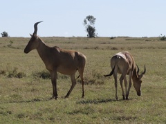 Alcelaphus buselaphus
