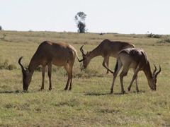 Alcelaphus buselaphus