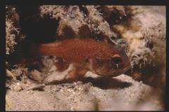 Vincentia novaehollandiae