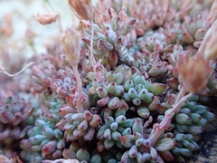 Graptopetalum pachyphyllum