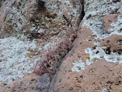 Graptopetalum pachyphyllum