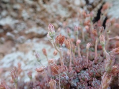 Graptopetalum pachyphyllum