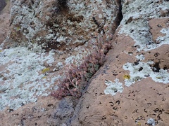 Graptopetalum pachyphyllum