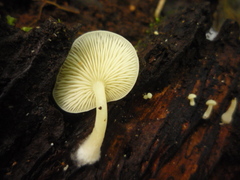 Ossicaulis
