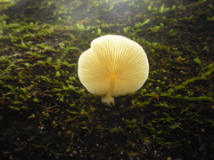 Ossicaulis