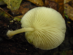 Ossicaulis