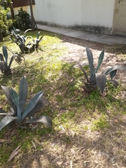 Agave