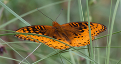 Speyeria nokomis