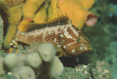 Red-Speckled Rock-Cod photo 3
