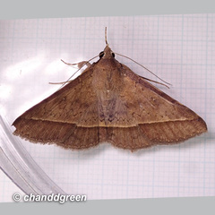 Hypospila bolinoides