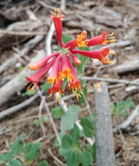 Lonicera arizonica
