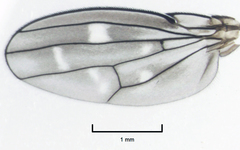 Scatella vittithorax