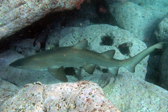 Carcharias taurus