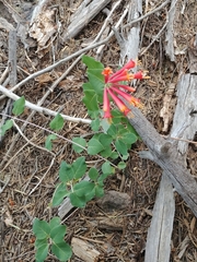 Lonicera arizonica