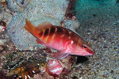 Hypoplectrodes maccullochi