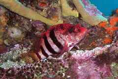 Hypoplectrodes nigroruber