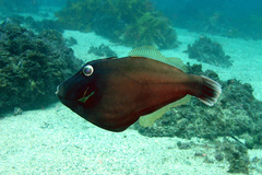 Eubalichthys bucephalus