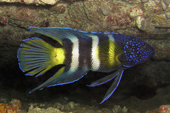 Bleeker's Devilfish photo 3