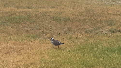 Franklin's Gull