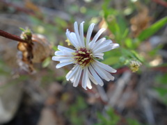 Ampelaster carolinianus